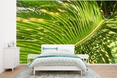 Behang - Fotobehang Close-up van een lichtgroen sagopalm blad - Breedte 375 cm x hoogte 280 cm