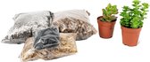 DIY Succulent open terrarium kit  Met instructies