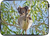 Laptophoes 14 inch - Koala - Bladeren - Lucht - Kinderen - Jongens - Meiden - Laptop sleeve - Binnenmaat 34x23,5 cm - Zwarte achterkant