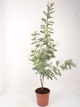 Kamerplant van Botanicly – Acacia Mimosa – Hoogte: 150 cm