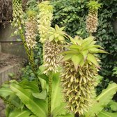 Eucomis bicolor | 1 stuk | Geschikt voor in Pot | Groen | Top kwaliteit Eucomis Knollen | Kuiflelie | Ananasplant | 100% Bloeigarantie | QFB Gardening