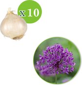 15x Sierui - Allium - 'Purple Sensation' -  Paars - 15 bollen