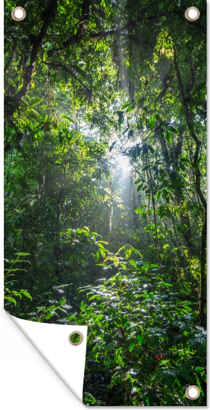Zon breekt door de bomen van het oerwoud in het Nationaal park Corcovado