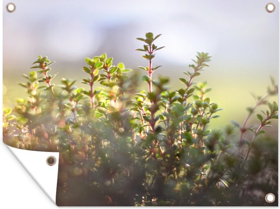 Tuinposter - Tuindoek - Tuinposters buiten - Winters zonlicht verlicht de tijm planten in de natuur - 120x90 cm - Tuin