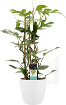 FloriaFor - Philodendron Minima In ELHO Sierpot Brussels (Wit) - - ↨ 70cm - ⌀ 20cm