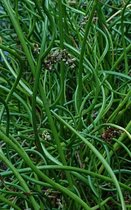 Kronkelrus (Juncus effusus 'Spiralis') - Vijverplant - 3 losse planten - Om zelf op te potten - Vijverplanten Webshop