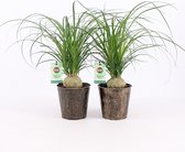 Kamerplanten van Botanicly – 2 × Olifantenpoot in zilver metaal pot als set – Hoogte: 35 cm, 1 tak – Beaucarnea recurvata