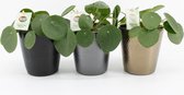 Kamerplanten van Botanicly – 3 × Pannenkoekenplant – Hoogte: 20 cm – Pilea peperomioides