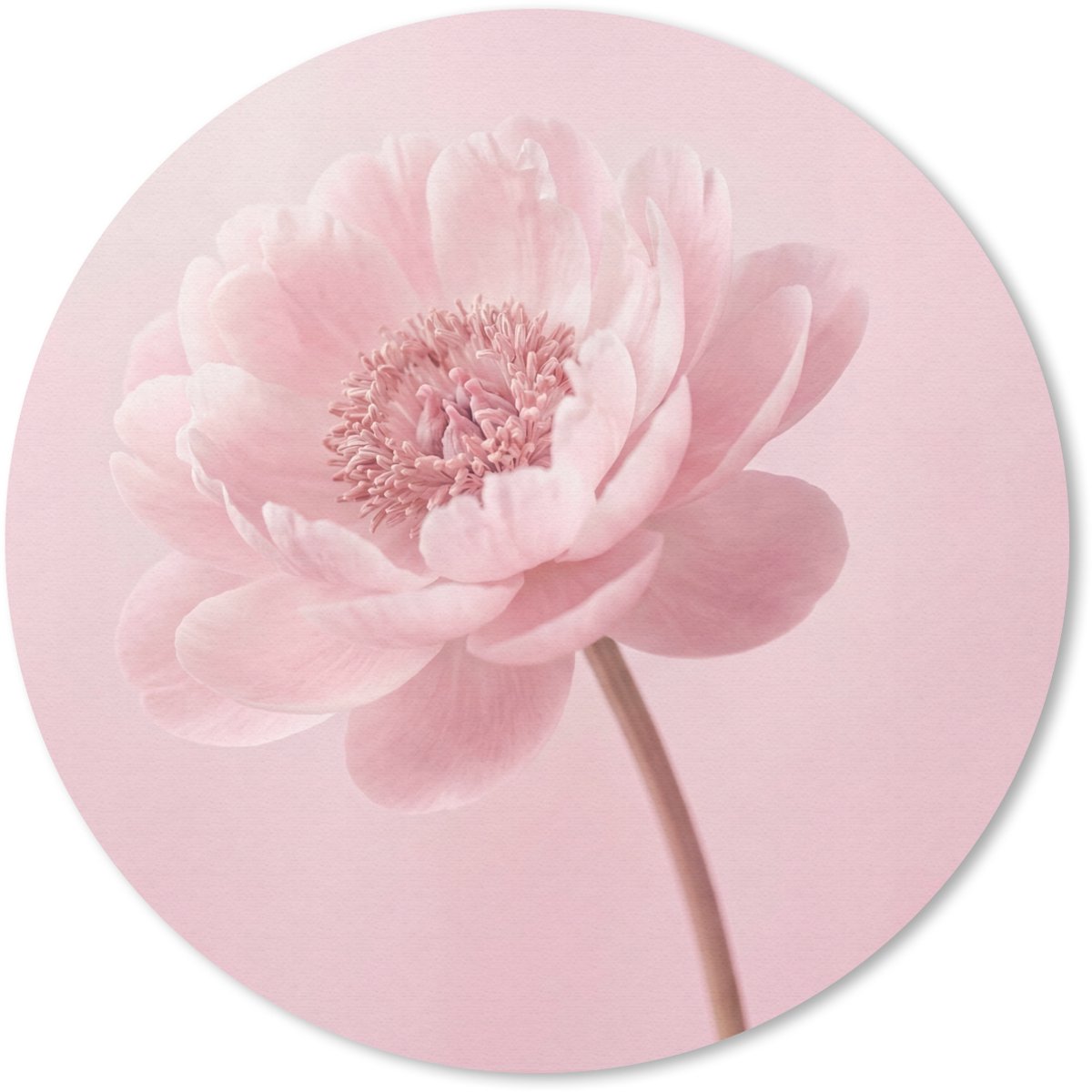 Muismat rond 40x40 cm - Mousepad Bloem - Pioenroos - Roze - Ronde muismatten