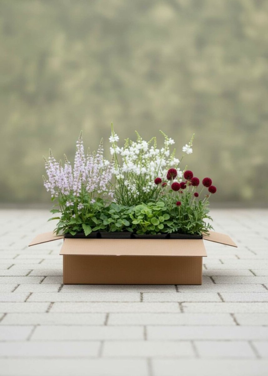 Whispering Flowers Borderpakket - 24 st. (3,5 m²) - 6x Dropplant, 9x Prachtkaars, 9x Beemdkroon - Heijnen Planten