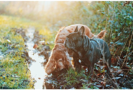 Edgard & Cooper Puppy Hondenbrokken Voor Medium Honden, Verse Zalm & Kalkoen, 7Kg, Hypoallergeen Recept Met Natuurlijke Ingrediënten, Perfecte Vezelbalans