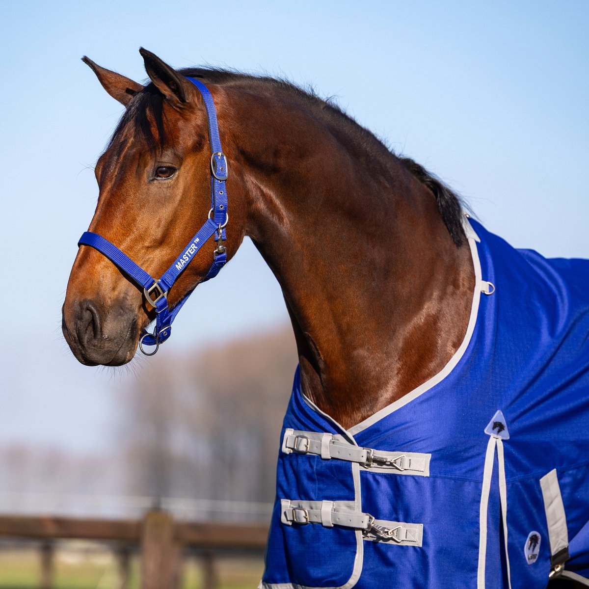 MASTER Halster Kobalt Blauw - Pony
