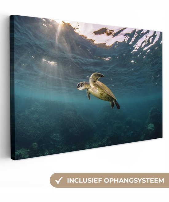 Groene zeeschildpad zwemt onder water, met zonnestralen en een ophangsysteem