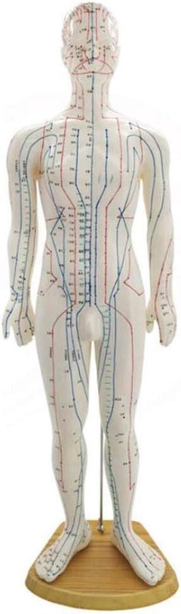 Acupunctuurmodel Man - Meridiaan Model - Onderwijs Leren - Gedetailleerd Labeled - 60 Cm Hoog - Wit