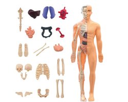 Model van de menselijke anatomie - 28,5 x 10 cm ABS 3D torso lichaamsfiguur, educatieve wetenschapsstudenten, realistische orgaanstructuur assemblage puzzel | Gedetailleerd menselijk lichaam model