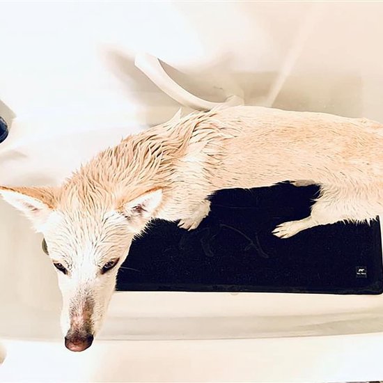 Honden Badmat - Huisdier Douchemat - Stressvrij Baden - Antislip Oppervlak - 100x40cm — afbeelding 2