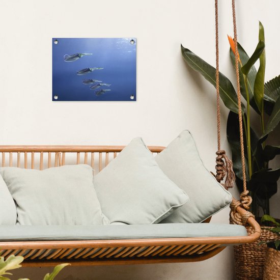 Affiche de jardin Calmar - École comme calamar des Caraïbes 40x30 cm - Toile jardin/Toile extérieur/ Peintures pour l'extérieur (décoration jardin)