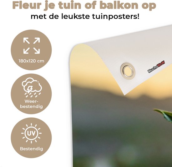 Tuinposter 180x120 cm - Tuindecoratie Zon verlicht de bladeren van theeplanten op een theeplantage - Poster voor in de tuin - Buiten decoratie - Schutting tuinschilderij - Tuindoek muurdecoratie - Wanddecoratie balkondoek