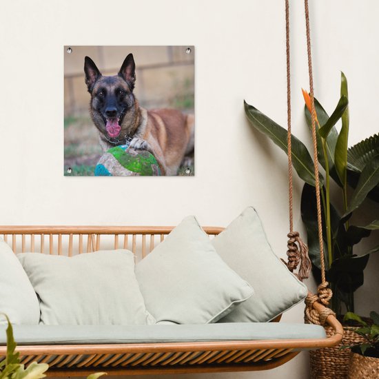 Tuinposter 50x50 cm - Tuindecoratie Mechelse herder die de bal met haar poot beet houdt - Poster voor in de tuin - Buiten decoratie - Schutting tuinschilderij - Tuindoek muurdecoratie - Wanddecoratie balkondoek