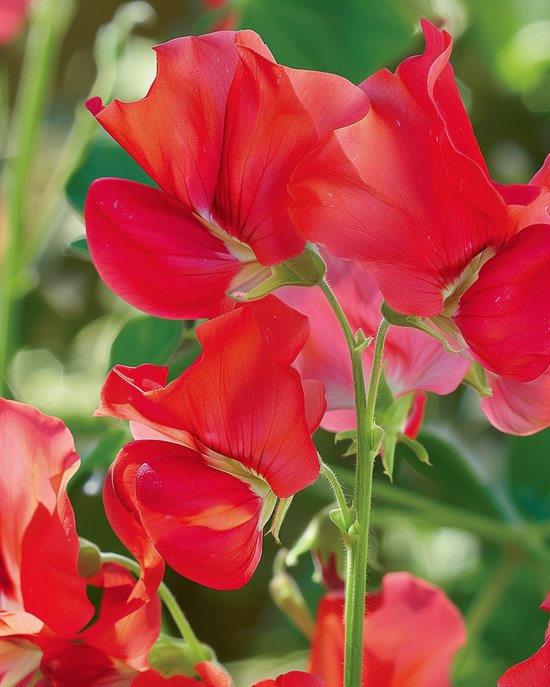 3 sets - Reukerwt Zaden Royal Family Rood Lathyrus Odoratus Eenjarig