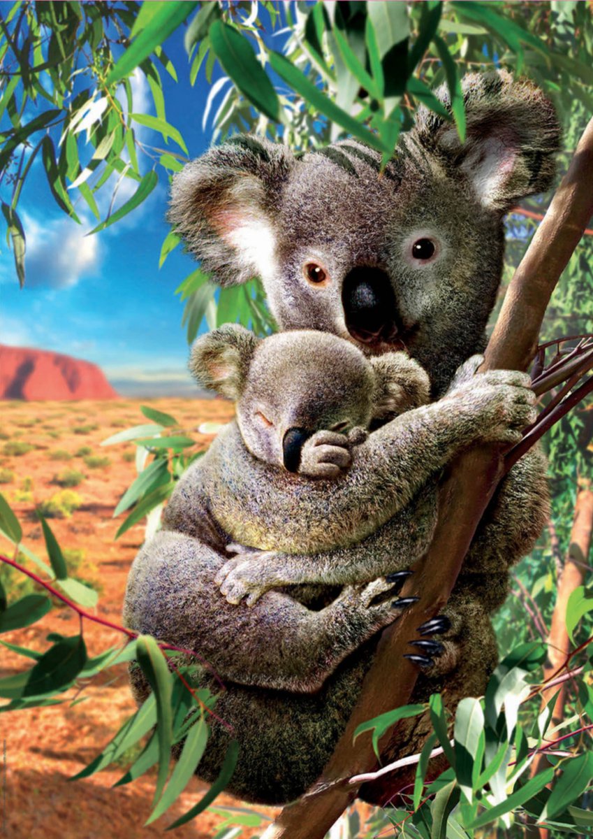 EDUCA - puzzel - 500 stuks - Koala