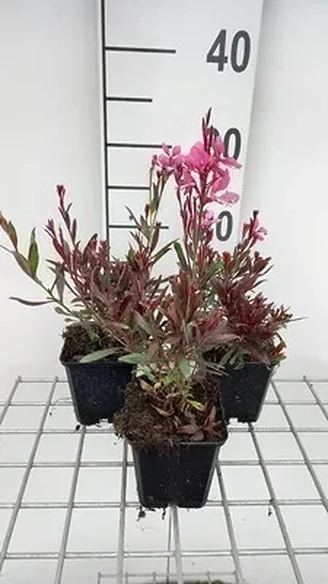6x Galium - Gaura lindh. 'Crimson Butterflies'®( oenothera li | 9x9 cm pot