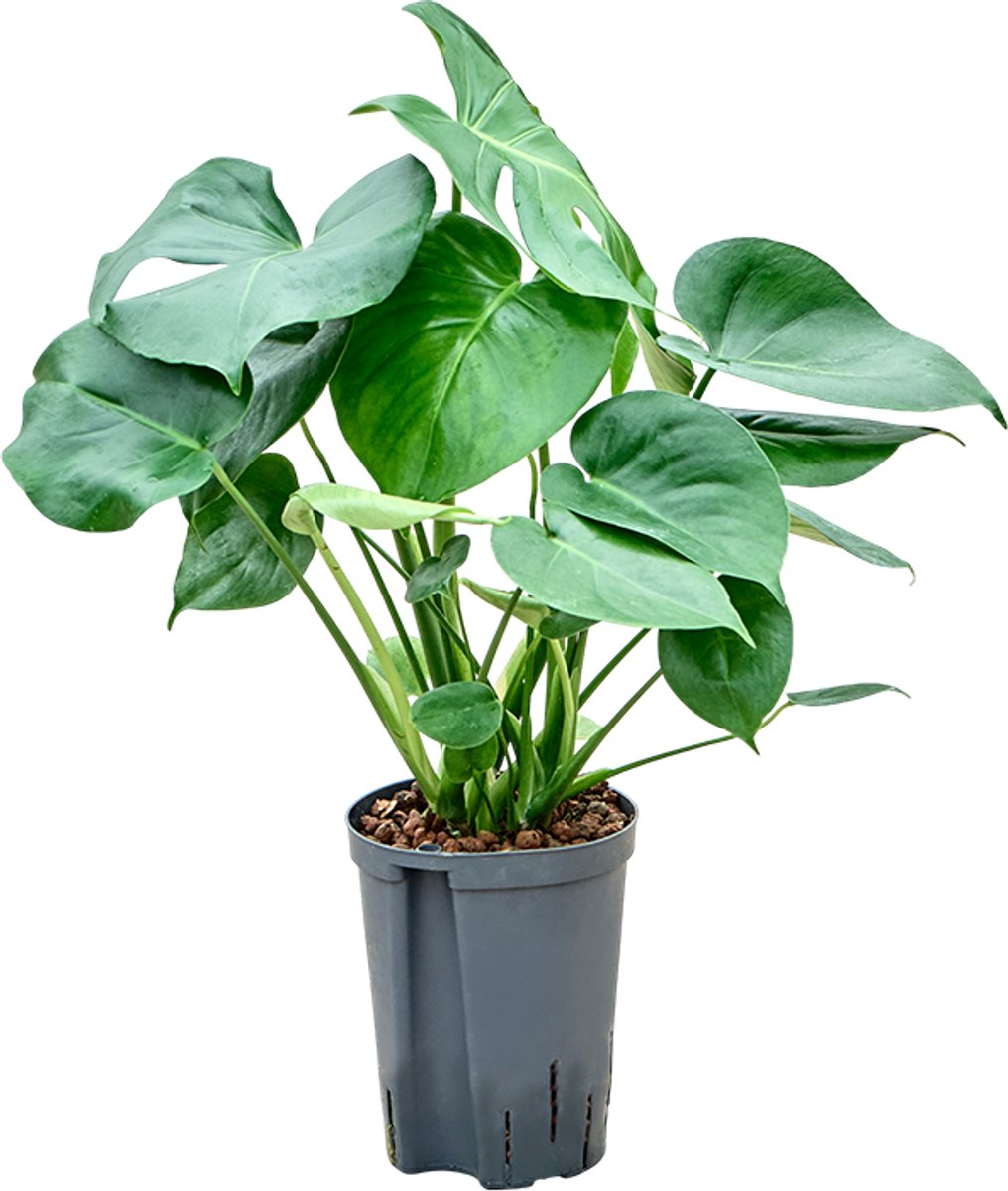 Monstera deliciosa - Toef Hydrocultuur - 55
