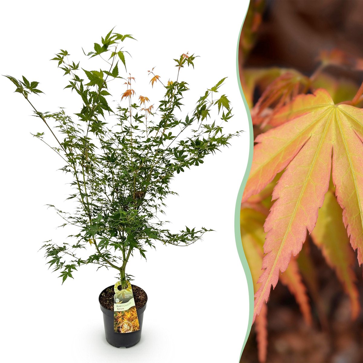 Plantenboetiek.nl | Acer palmatum Katsura - Japanse Esdoorn - Bladverliezend - Groen - Ø26cm - 80-90cm hoog - Tuinplant