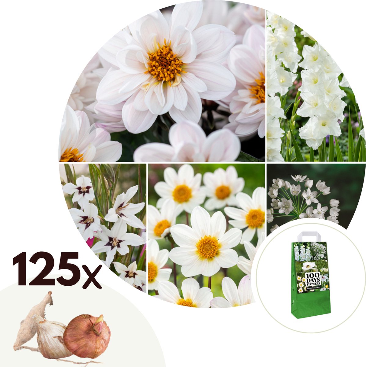 Plant in a Box - Bulb Garden White - Bollenmix - 125 stuks - Mix van verschillende bollen - Dahlia's, Gladiolen, Freesia, Oxalis - Plant uw zomertuin in het voorjaar!
