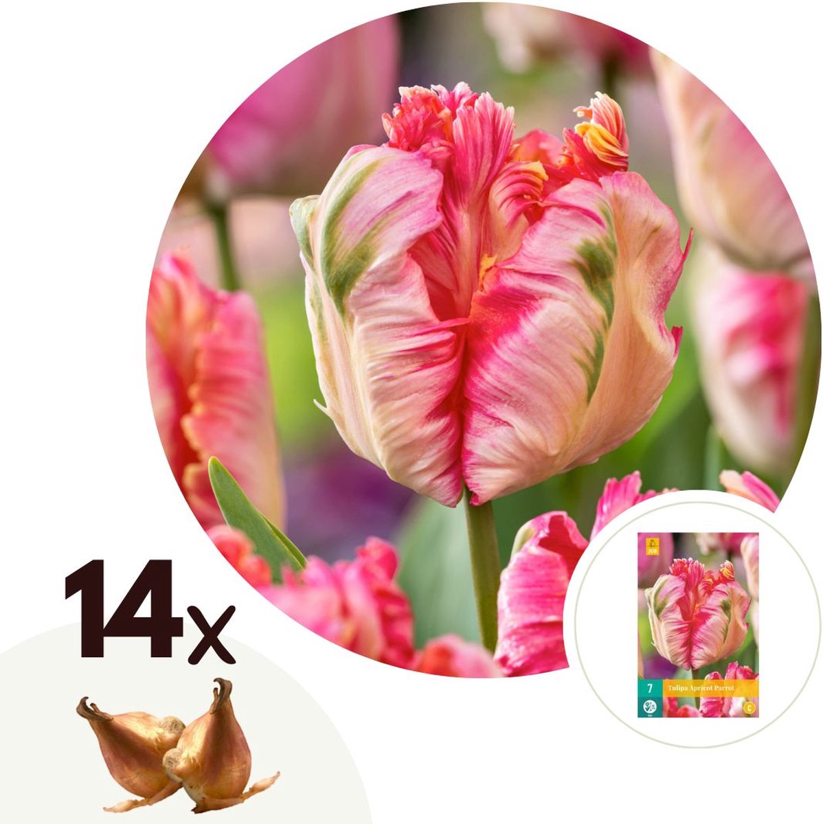 Plant in a Box - Tulipa Apricot Parrot - Tulpenbollen x14 - Bloembollen voor Tuin, Terras of Balkon