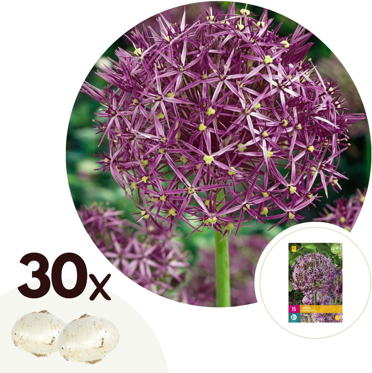 Plant in a Box - Allium Christophii x30 - Bloembollen - Sierui - Paars - Hollandse bollen