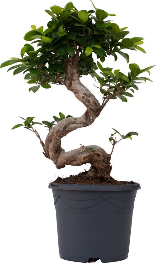 Plant in a Box - Ficus Ginseng S-Shape