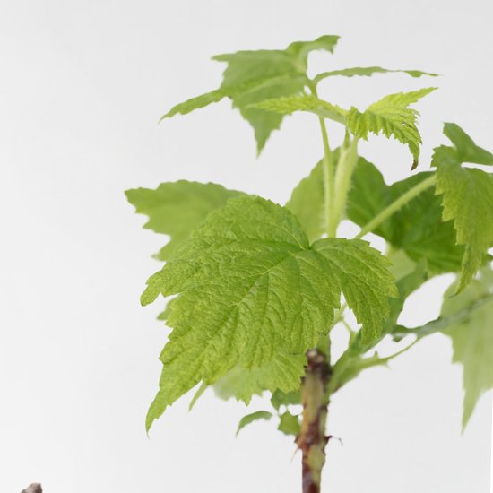 Groene bladeren van een jonge framboosplant met een bruine stengel.