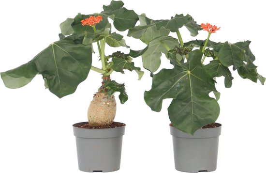 Plant in a Box - Jatropha Podagrica - Set van 2 - Bloeiende Tropische Kamerplanten - Pot 13cm - Hoogte 25-45cm