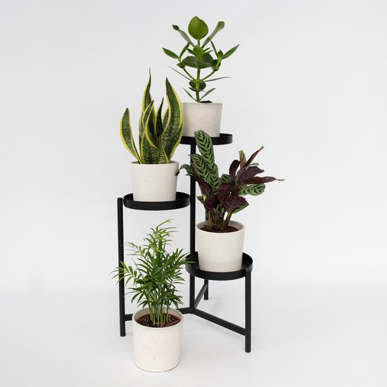 PLANT IN A BOX Mélange de plantes d'intérieur extrêmement résistant - Set de 4 - pot ⌀12 cm - Hauteur ↕ 30-40 cm