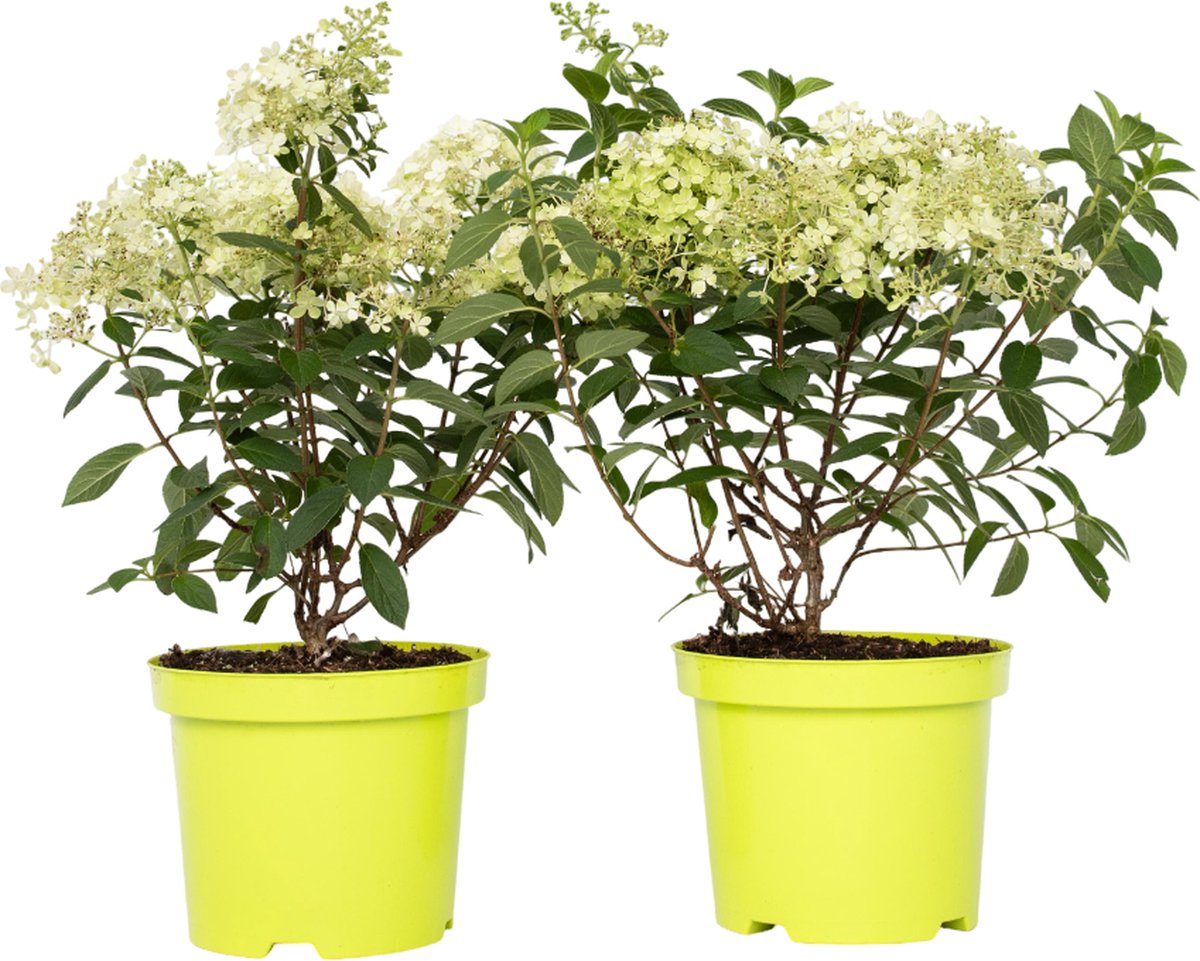 Plant in a Box - Hydrangea paniculata 'Bobo' - Set van 2 - Verkleurende pluimhortensia winterhard - Pot 19cm - Hoogte 25-40cm