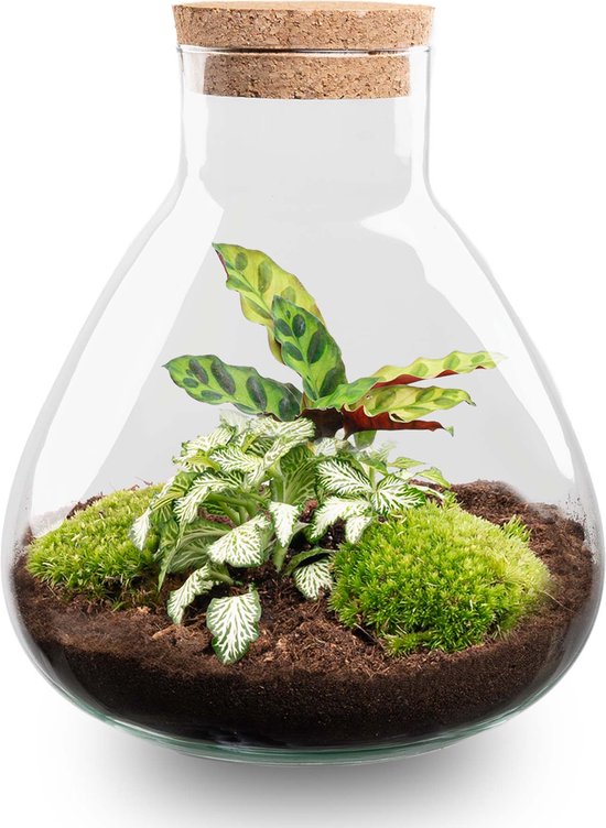Terrarium - Sammie - ↑ 26 cm - Ecosysteem plant - Kamerplanten - DIY planten terrarium - Mini ecosysteem