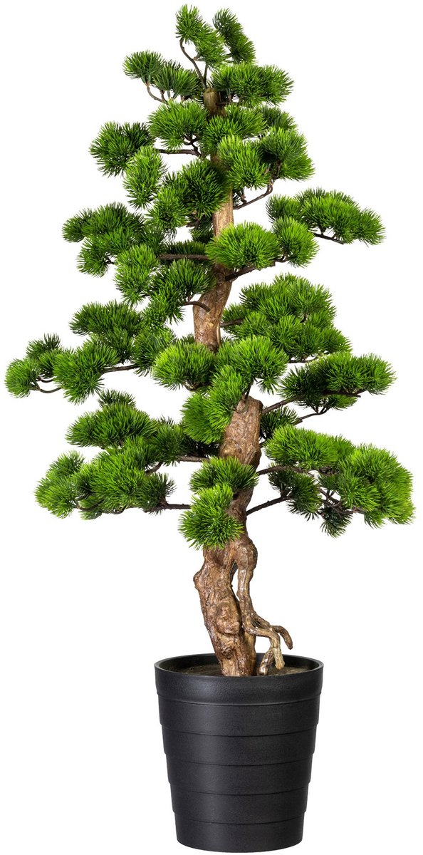 Kopu Bonsai (den) - Circa 110 X 50 cm - In Een Zwarte Plastic Pot