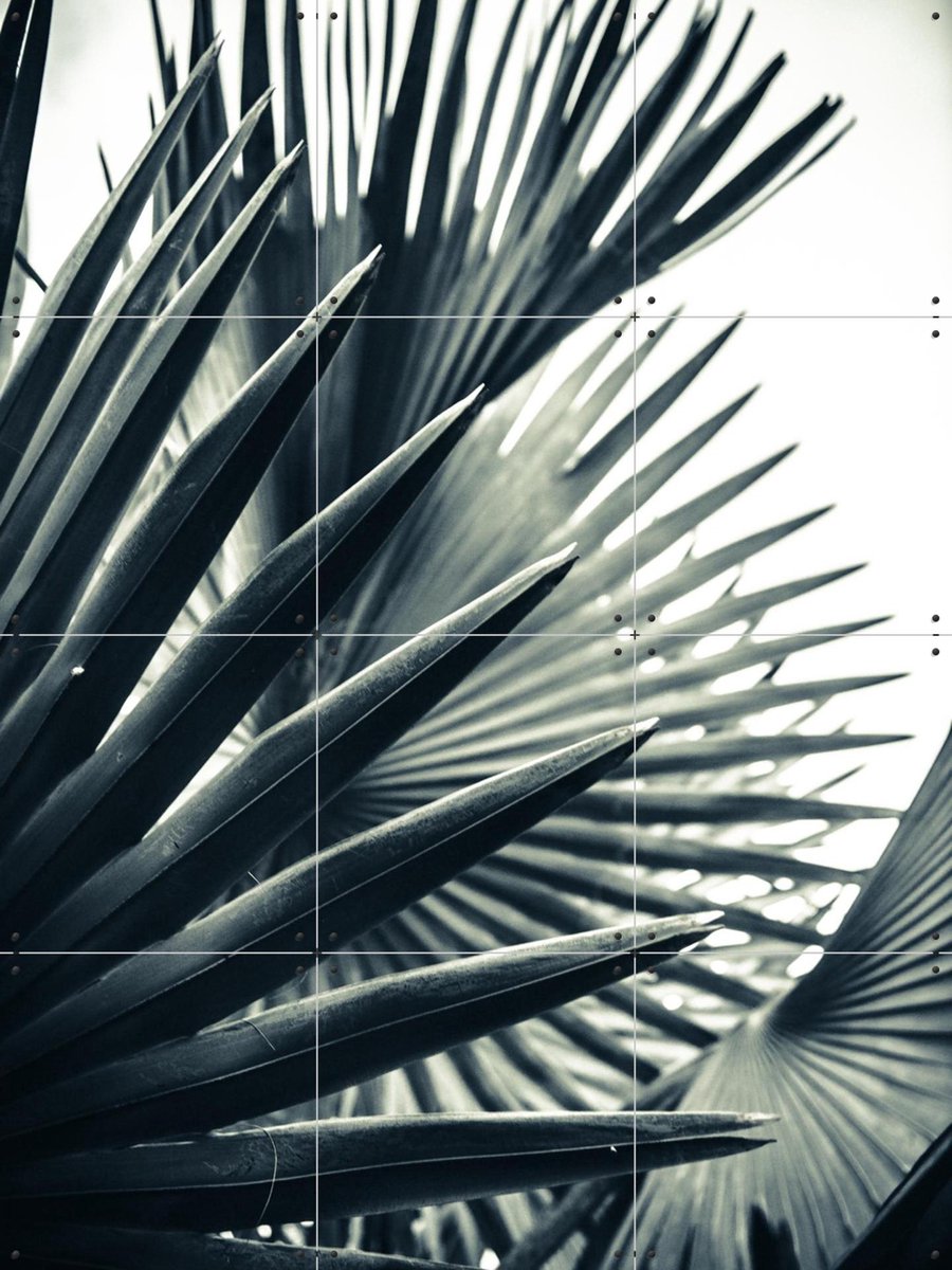 IXXI Palm Shade 2, Chris Abatzis - 60 x 80 cm - Gratis ophangtool - Grote wanddecoratie en posters - Fotografie, Slaapkamer, Badkamer, Woonkamer
