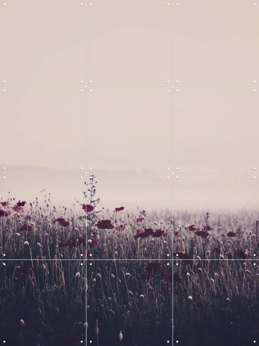 IXXI Poppy Study 03, STUDIO HANNAH LEMHOLT - 60 x 80 cm - Gratis ophangtool - Grote wanddecoratie en posters - Fotografie, Woonkamer, Slaapkamer