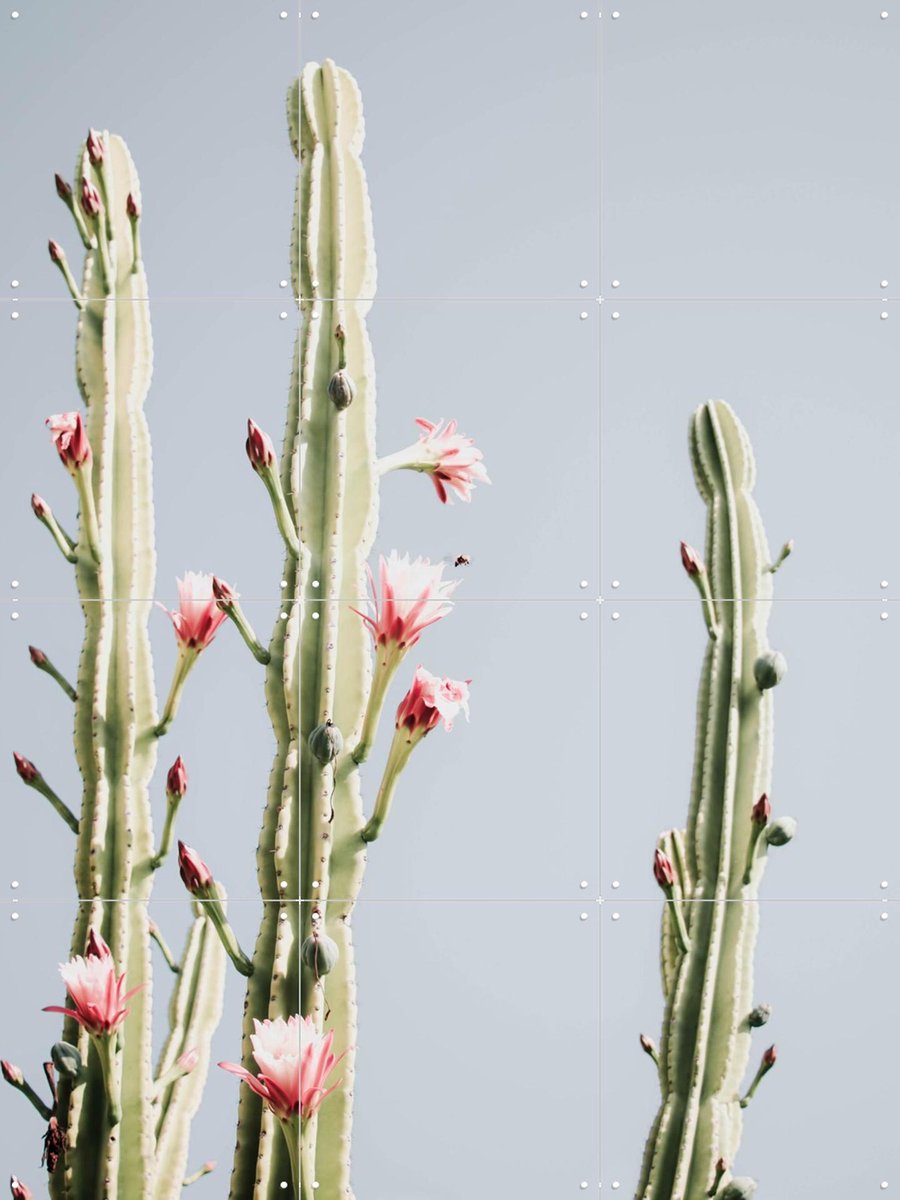 IXXI Cerus Cactus Flowers, Ingrid Beddoes - 60 x 80 cm - Gratis ophangtool - Grote wanddecoratie en posters - Fotografie, Woonkamer, Slaapkamer