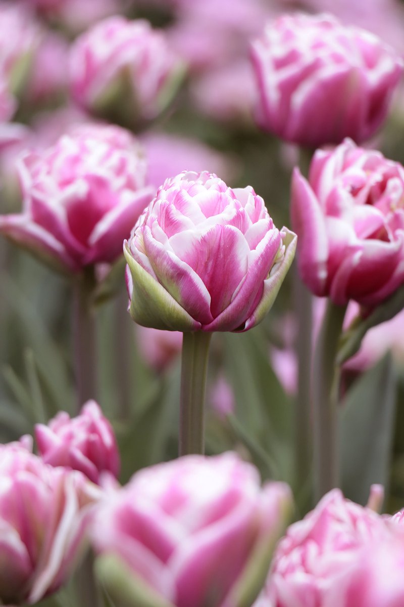 12x Tulpen 'Let's dance' - BULBi® Bloembollen met bloeigarantie