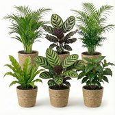 Zes kamerplanten in zeegrasmanden: twee Calathea's met bladpatronen, twee Areca-palmen, een vogelbekvaren en een koffieplant.