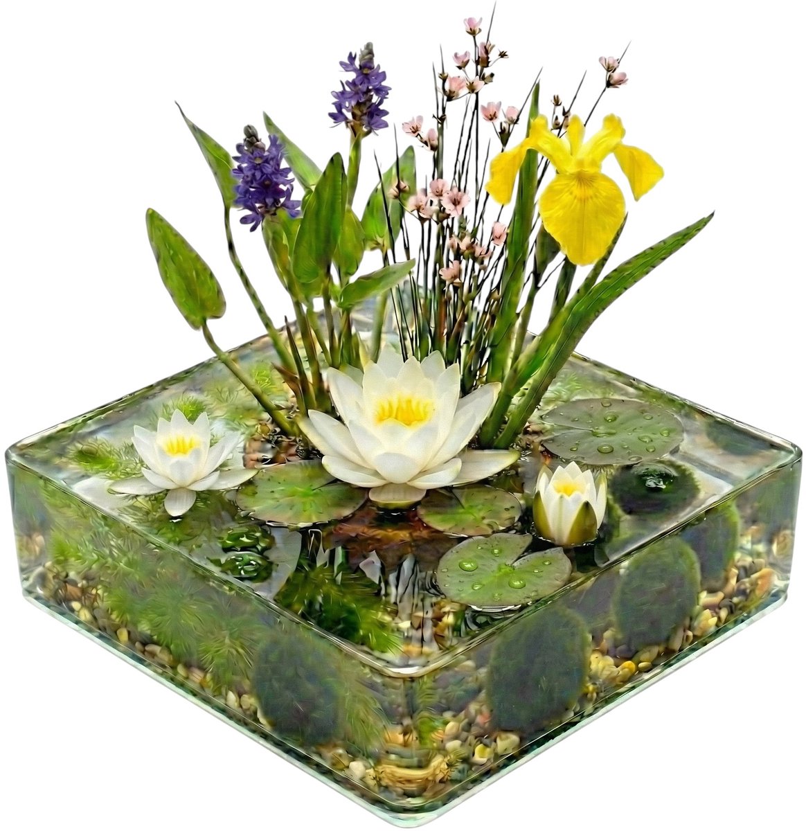 vdvelde.com - Mini vijver compleetset Wit 25-90L - 11 waterplanten incl. witte waterlelie, substraat en bacteriën - Natuurlijk filtersysteem zonder pomp - Voor helder water