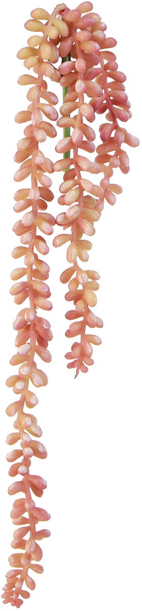 Viana Sedum 'Rubin' hangplant – decoratieve, onderhoudsvriendelijke vetplant roze