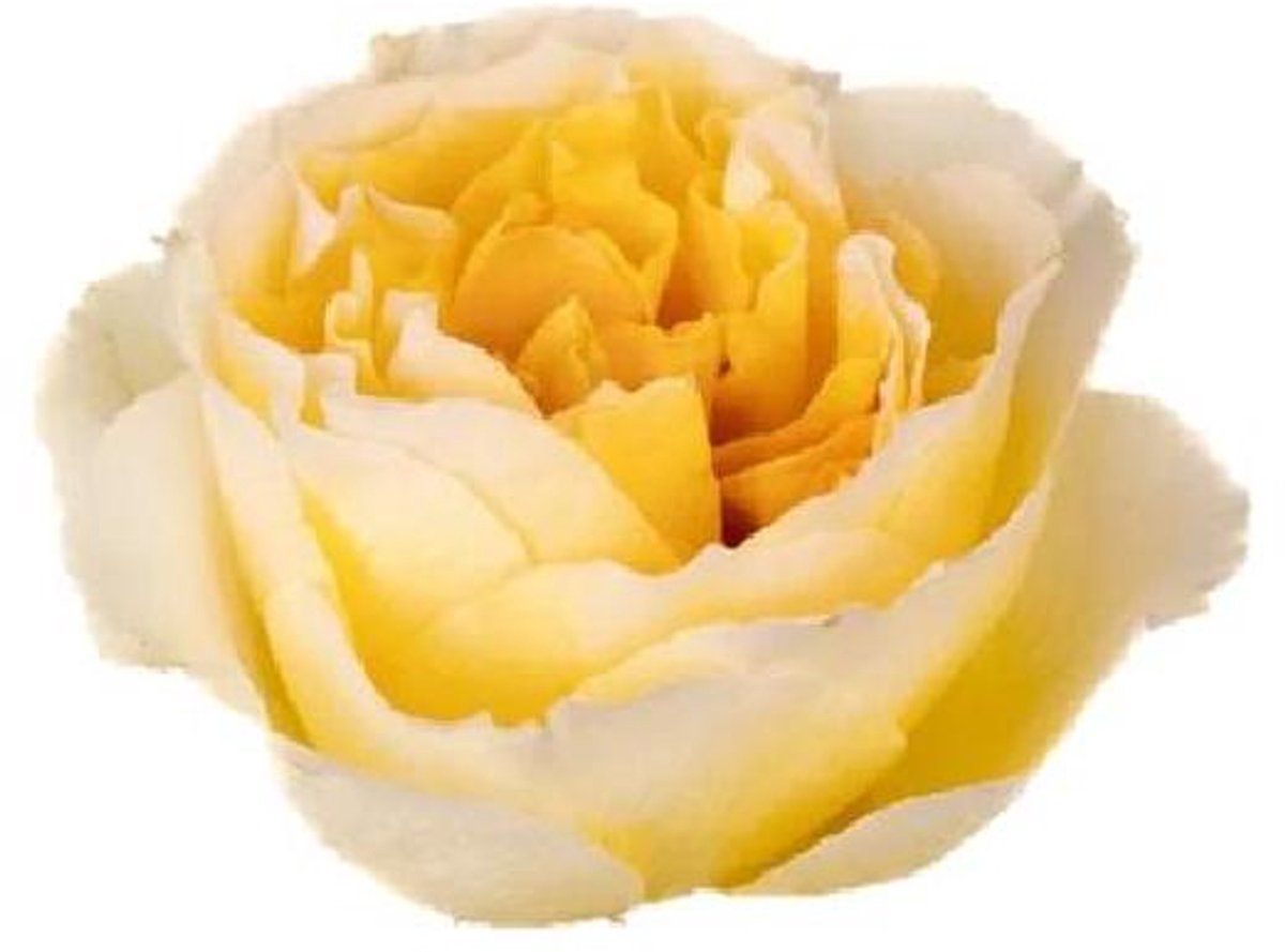25x Rosa honey bee 60cm
