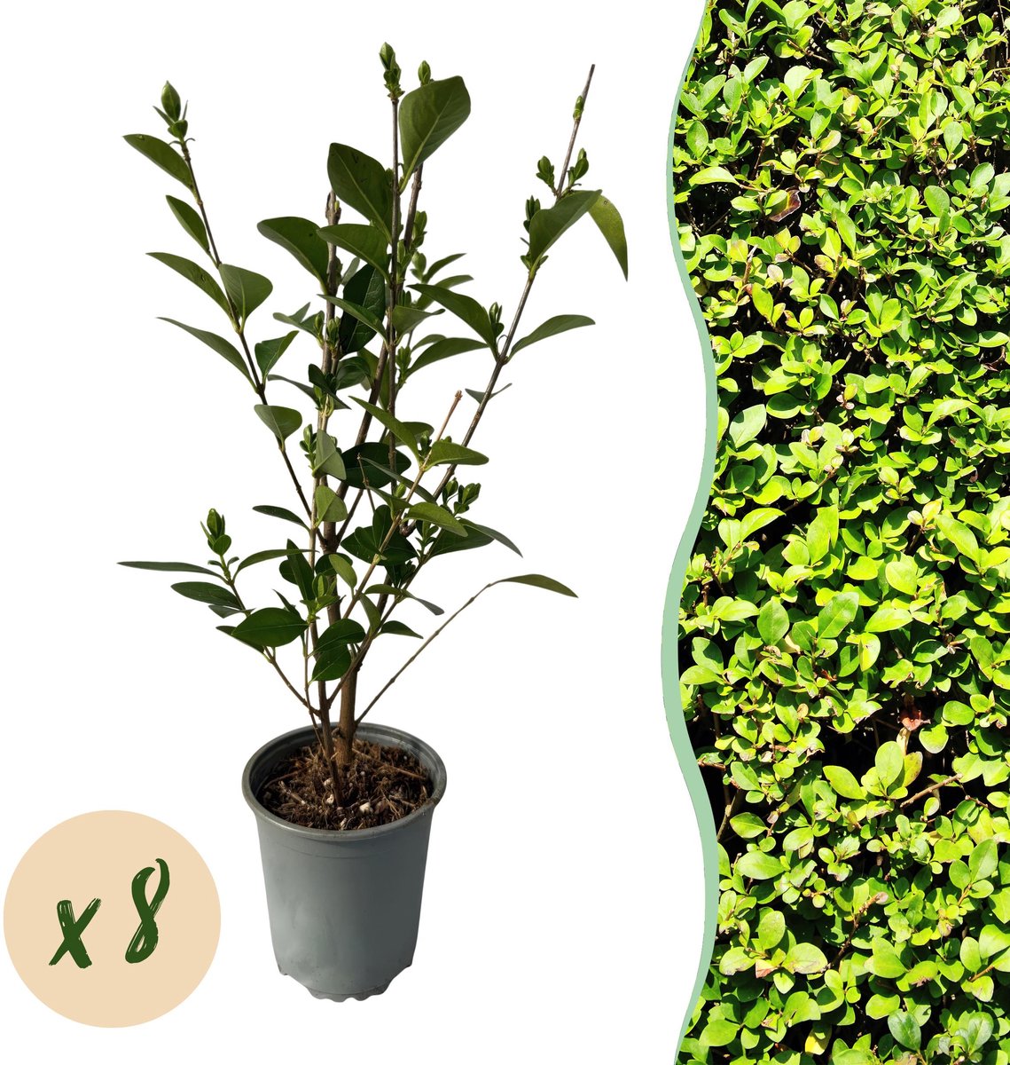 Productfoto van groene liguster haagplanten (Ligustrum ovalifolium) van Green Boutiq in potten van 9 cm