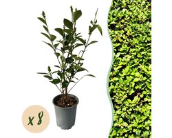 Haagplanten - Ligustrum ovalifolium - blad groen - 8 planten - 1 strekkende meter - groenblijvend - pot 9cm hoogte 35-40cm