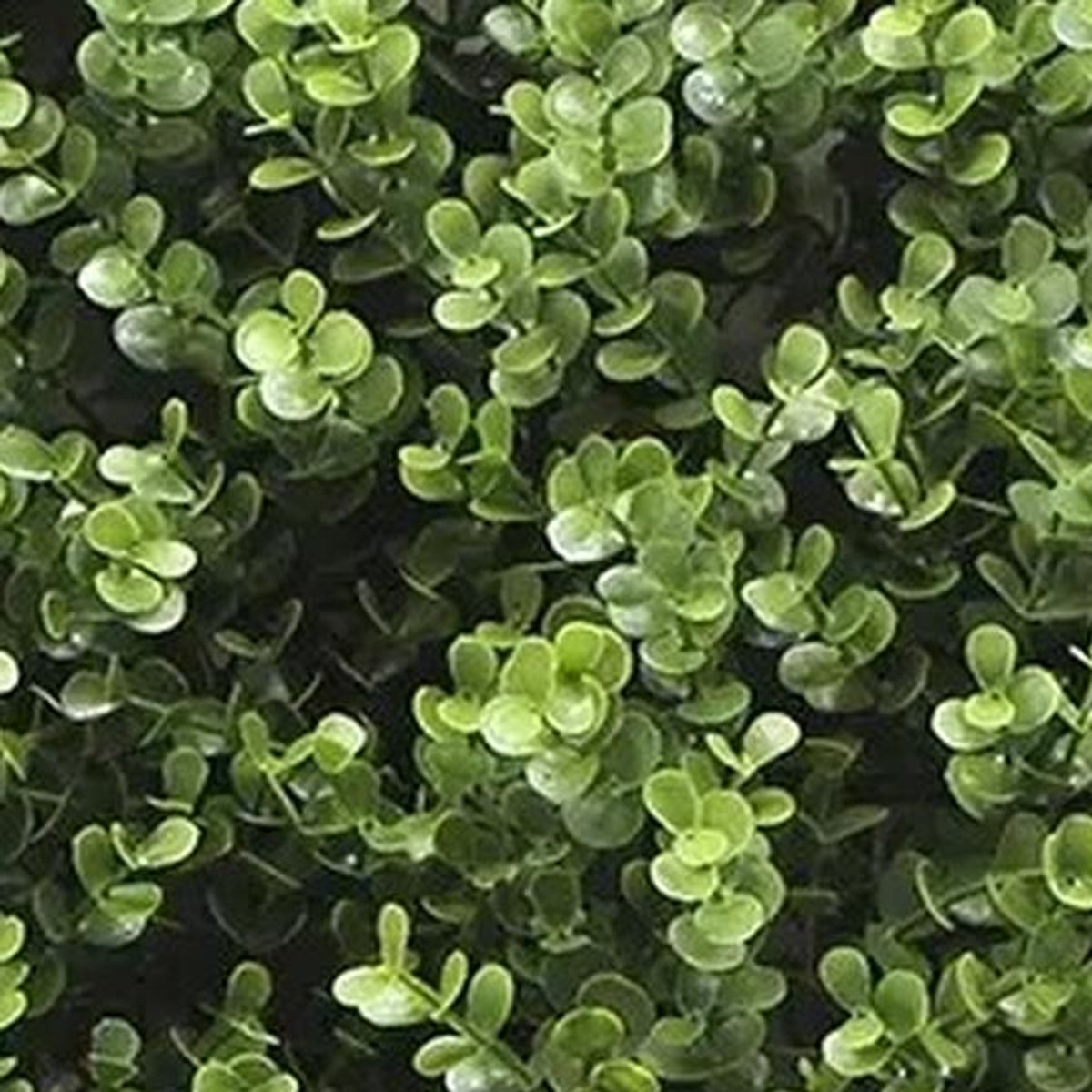 Buitengewoon Boet Kunstplanten mat 50x50 cm buxus Buitengewoon de Boet groen