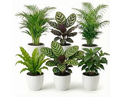 vdvelde.com - Luchtzuiverende kamerplanten set 6 stuks met witte kunststof pot - Onderhoudsvriendelijke groene planten voor thuis & kantoor - Huisdiervriendelijk - Ø12 cm, ca. 30-40 cm hoog